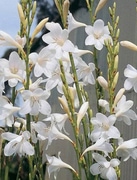 Watsonia Borbonica