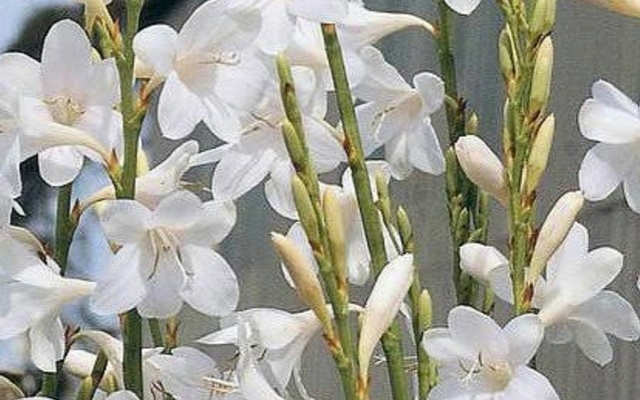Napier - Tip of Africa Nursery - Watsonia borbonica