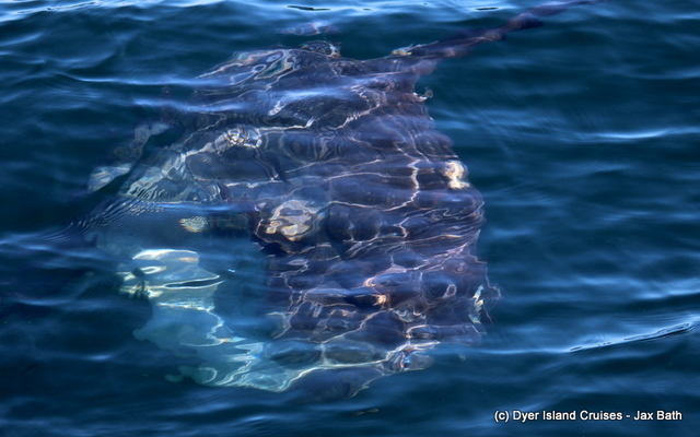 Common_dolphin_watching_south_africa_western_cape_boat_tours_Dyer_Island_Cruises_13_1556783248 Common_dolphin_watching_south_africa_western_cape_boat_tours_Dyer_Island_Cruises_13_1556783248
