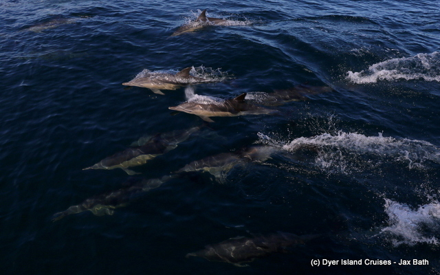 Common_dolphin_watching_south_africa_western_cape_boat_tours_Dyer_Island_Cruises_16_1556783247 Common_dolphin_watching_south_africa_western_cape_boat_tours_Dyer_Island_Cruises_16_1556783247
