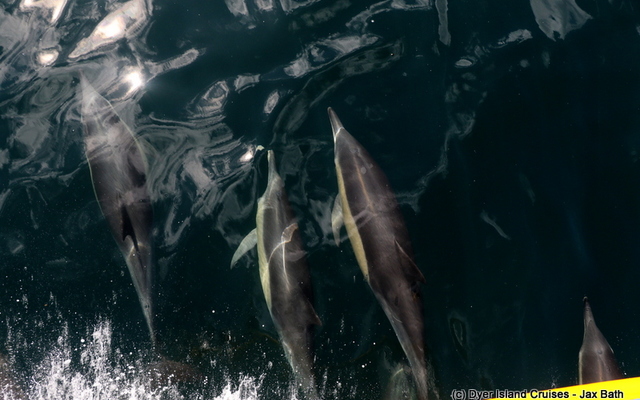 Common_dolphin_watching_south_africa_western_cape_boat_tours_Dyer_Island_Cruises_20_1556783246 Common_dolphin_watching_south_africa_western_cape_boat_tours_Dyer_Island_Cruises_20_1556783246