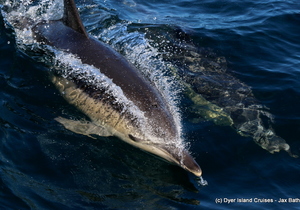 Ocean Adventure - Common Dolphins Spotted