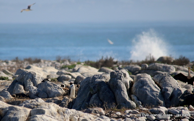 Common_dolphin_watching_south_africa_western_cape_boat_tours_Dyer_Island_Cruises_7_1556783249 Common_dolphin_watching_south_africa_western_cape_boat_tours_Dyer_Island_Cruises_7_1556783249