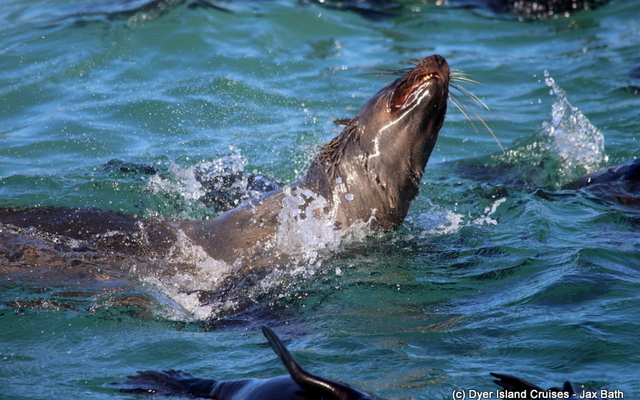 Common_dolphin_watching_south_africa_western_cape_boat_tours_Dyer_Island_Cruises_9_1556783249 Common_dolphin_watching_south_africa_western_cape_boat_tours_Dyer_Island_Cruises_9_1556783249