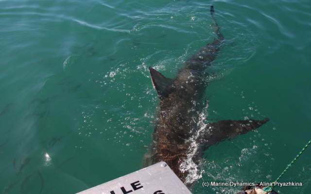 Gansbaai - Marine Dynamics - Shark Gansbaai - Marine Dynamics - Shark