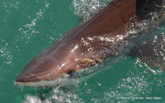 Gansbaai - Marine Dynamics - Shark Gansbaai - Marine Dynamics - Shark