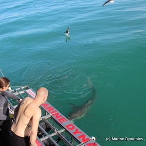 Gansbaai - Marine Dynamics - Shark Cage Diving