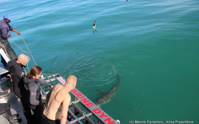 Gansbaai - Marine Dynamics - Shark Cage Diving Gansbaai - Marine Dynamics - Shark Cage Diving