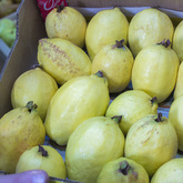 Bredasdorp - VARSMARK - Guava