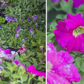 Bredasdorp - VARSMARK - Flowers & Herbs