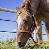 Bredasdorp - Pony Pals - Pony