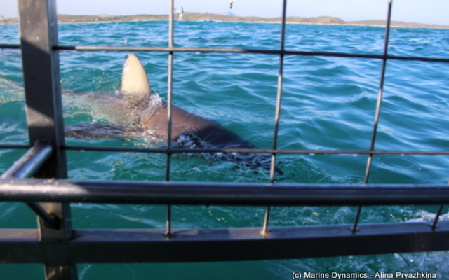 Marine Dynamics Shark Tours - Shark Cage Diving in Gansbaai Marine Dynamics Shark Tours - Shark Cage Diving in Gansbaai