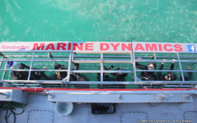 Marine Dynamics Shark Tours - Shark Cage Diving in Gansbaai Marine Dynamics Shark Tours - Shark Cage Diving in Gansbaai