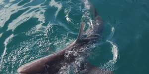 Marine Dynamics Shark Tours - Shark Cage Diving in Gansbaai