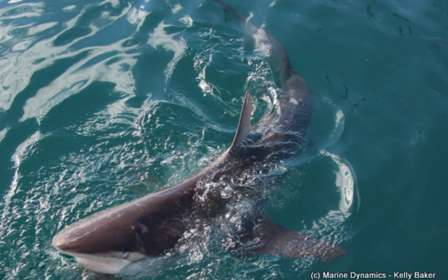 Marine Dynamics Shark Tours - Shark Cage Diving in Gansbaai Marine Dynamics Shark Tours - Shark Cage Diving in Gansbaai