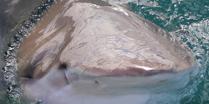 Marine Dynamics Shark Tours - Shark Cage Diving in Gansbaai