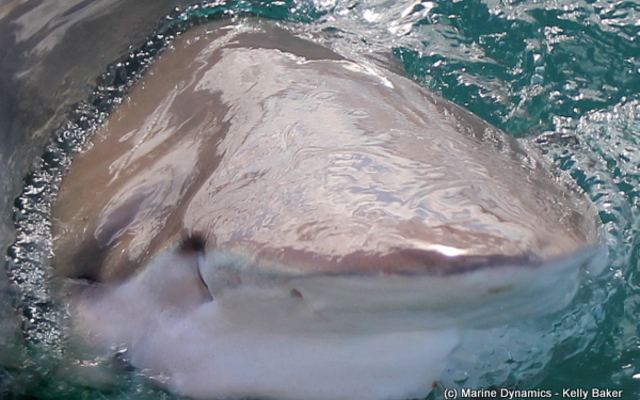 Marine Dynamics Shark Tours - Shark Cage Diving in Gansbaai Marine Dynamics Shark Tours - Shark Cage Diving in Gansbaai