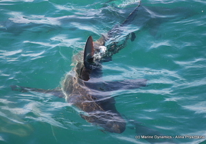 Daily Blog 23 May 2019 | Shark Diving South Africa