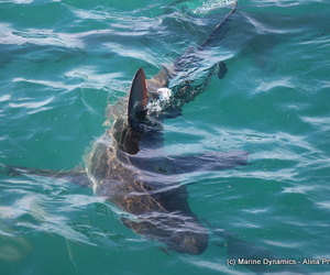 Daily Blog 23 May 2019 | Shark Diving South Africa