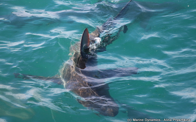Marine Dynamics Shark Tours - Shark Cage Diving in Gansbaai Marine Dynamics Shark Tours - Shark Cage Diving in Gansbaai