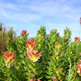 Gansbaai & Pearly Beach Horse Trails