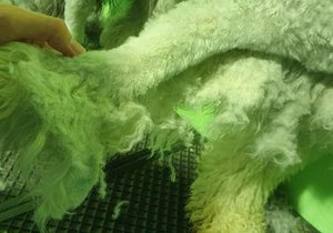 How To Take Care of Your Dog's Coat This Winter