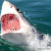 A "singing" Great White Shark!