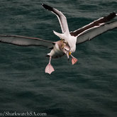 A kelp gull attacks a Shy Albatross in Gansbaai