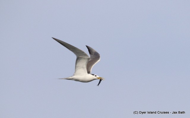 Whilst waiting for the whales, we spotted this Swift Tern bringing home some food. Whilst waiting for the whales, we spotted this Swift Tern bringing home some food.