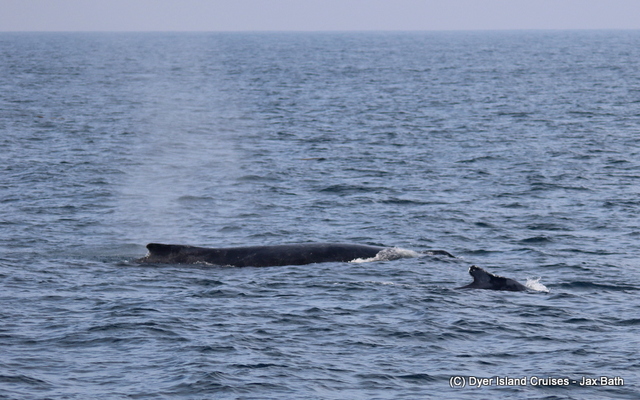 We found 2 Humpback Whales travelling in the deep with a Brydes Whale, which is a pretty unusual sight. We found 2 Humpback Whales travelling in the deep with a Brydes Whale, which is a pretty unusual sight.