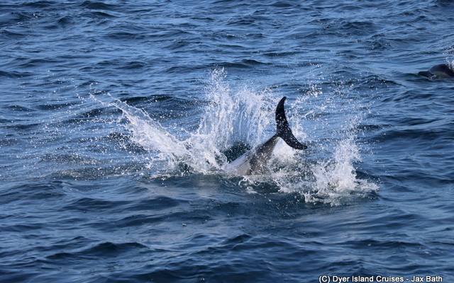 A Common Dolphin having some fun. A Common Dolphin having some fun.