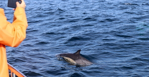 Welcome to Whale Season 2019....