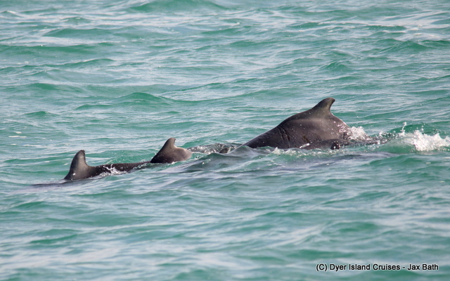 There were at least 6 Indian Ocean Humpback Dolphins in the bay today, including Fingers, Claw and two young calves. There were at least 6 Indian Ocean Humpback Dolphins in the bay today, including Fingers, Claw and two young calves.