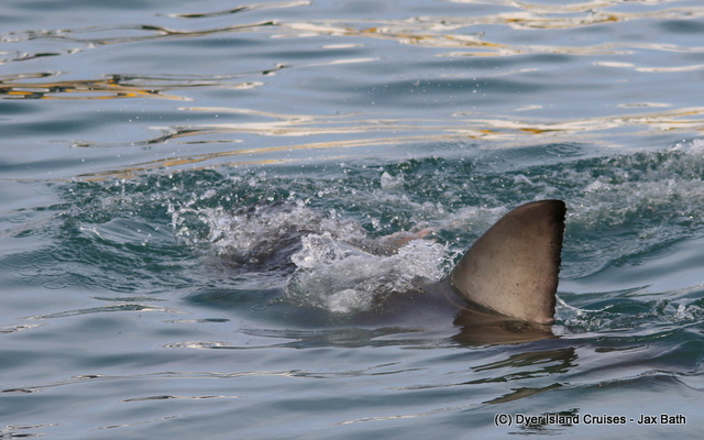 The iconic dorsal fin of The Great White Shark. The iconic dorsal fin of The Great White Shark.