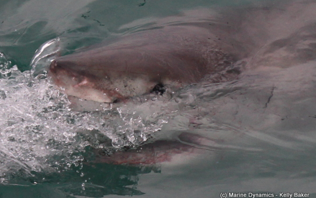 marine_dynamics_shark_tours_1_1559911820 marine_dynamics_shark_tours_1_1559911820