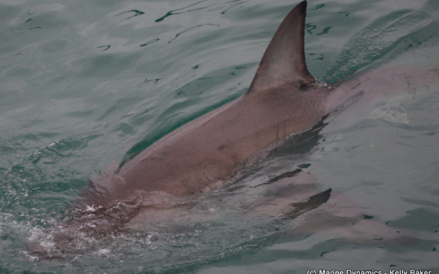 marine_dynamics_shark_tours_3_1559911821 marine_dynamics_shark_tours_3_1559911821