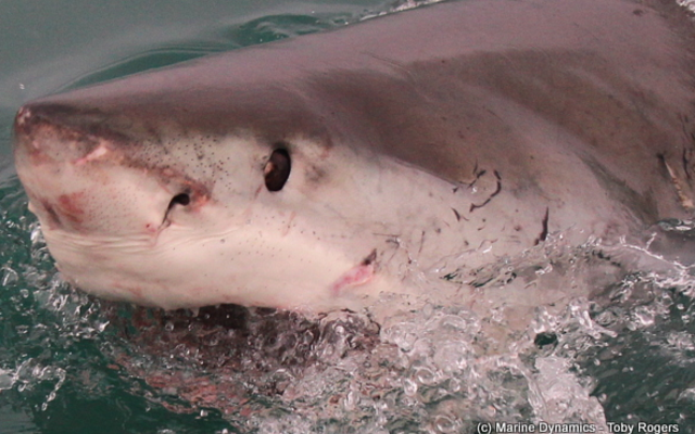 marine_dynamics_shark_tours_5_1559911823 marine_dynamics_shark_tours_5_1559911823