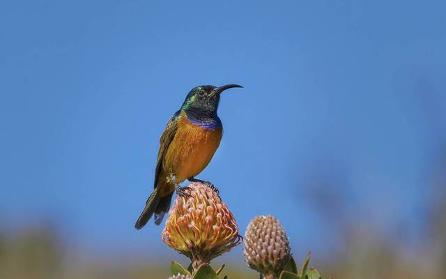 grootbos_private_nature_reserve_botanical_tour_4_1560236043