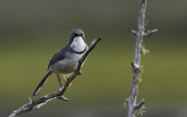 lady_stanford_river_cruise_bird_watching_1560237419 lady_stanford_river_cruise_bird_watching_1560237419
