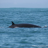 The elusive Bryde's whale (Jan - April)