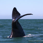 The famous tail wave!