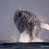 The humpback whale (April - June)