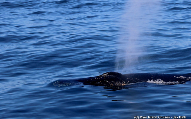 The Humpbacks gave us a super close encounter…
