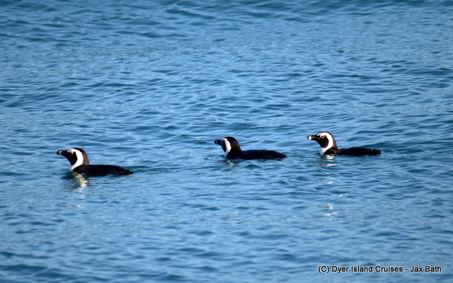 A nice look at our only endemic penguin species.
