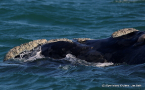 The Marine Big 5, 26 June 2019