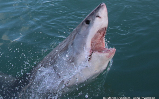 marine_dynamics_1_1561619939 marine_dynamics_1_1561619939