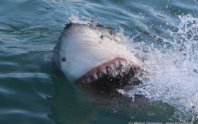 marine_dynamics_2_1561619939 marine_dynamics_2_1561619939