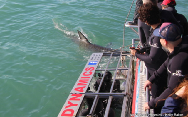 marine_dynamics_3_1561619940 marine_dynamics_3_1561619940