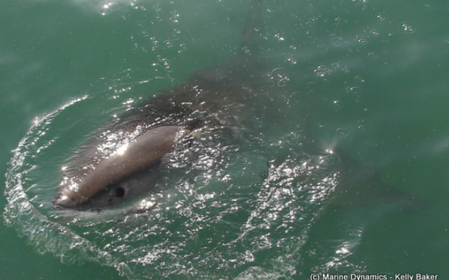 marine_dynamics_4_1561619941 marine_dynamics_4_1561619941