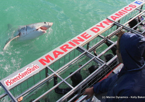 Daily Blog 26 June 2019 | Shark Diving in South Africa